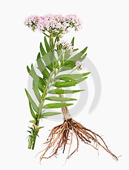 Valerian with roots and blossoms, isolated