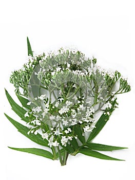 Valerian Valeriana officinalis