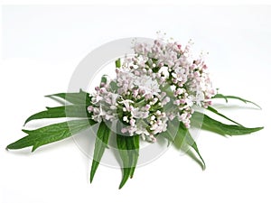 Valerian Valeriana officinalis photo