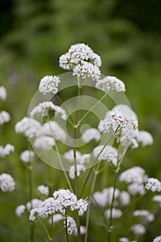 Valerian  - Valeriana officinalis, is a perennial flowering plant native to Europe and Asia