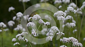 Valerian  - Valeriana officinalis, is a perennial flowering plant native to Europe and Asia