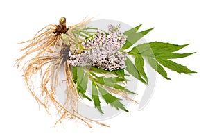 Valeriana isolated. photo