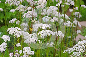 Valeriana, a medicinal plant