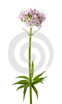 Valeriana officinalis flowers