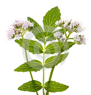 Valeriana officinalis flowers