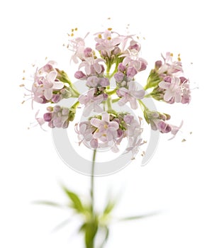 Valeriana officinalis flowers photo