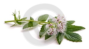 Valeriana officinalis flowers photo