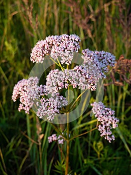 Valeriana officinalis pink flowers on the summer meadow photo