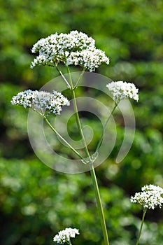 Valeriana officinalis, Valerian herb photo