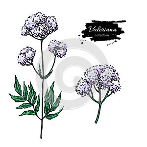 Valeriana officinalis vector drawing. Isolated medical flower an