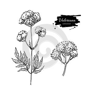 Valeriana officinalis vector drawing. Isolated medical flower and leaves set. Herbal engraved style illustration.