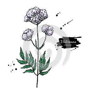 Valeriana officinalis vector drawing. Isolated medical flower an photo