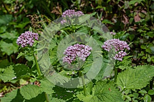 Valeriana pyrenaica lilac flowers in the spring forest photo