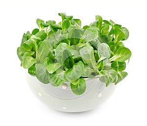 Valerianella lettuce