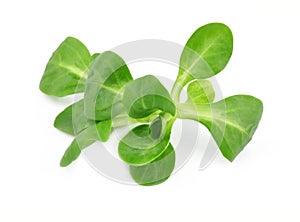 Valerianella lettuce