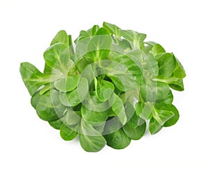 Valerianella lettuce