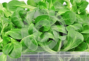 Valerianella lettuce