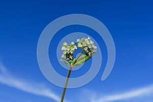 Valerianella locusta Common Cornsalad flower petals