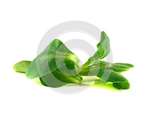 Valerianella locusta, corn salad, lamb's lettuce