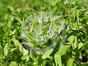 Valerianella locusta or cornsalad small light blue flowers