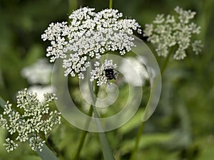Valgus hemipterus beetle insect close up on white flower photo