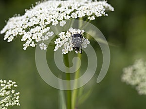 Valgus hemipterus beetle insect close up on white flower