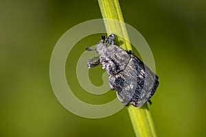 Valgus hemipterus, a small species of scarab beetle photo