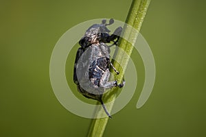 Valgus hemipterus, a small species of scarab beetle photo