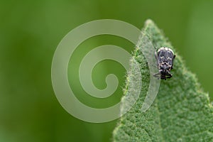 Valgus hemipterus a small species of scarab beetle. Macro photography of a beetle Valgus hemipterus on a green leaf photo