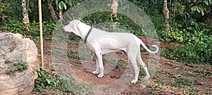 Vali, Rajapalayam dog