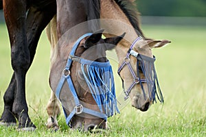 A valk color foal and a brown mare in the field, wearing a fly mask, pasture, horse