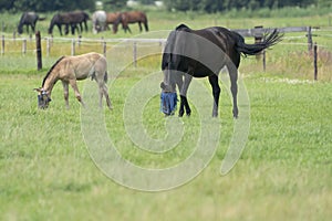 A valk color foal and a brown mare in the field, wearing a fly mask, pasture, horse