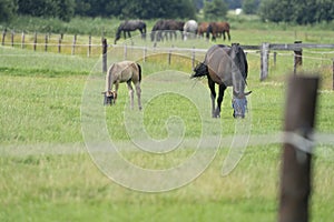 A valk color foal and a brown mare in the field, wearing a fly mask, pasture, horse