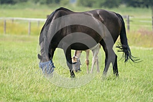 A valk color foal and a brown mare in the field, wearing a fly mask, pasture, horse