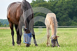 A valk color foal and a brown mare in the field, wearing a fly mask, pasture, horse