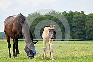 A valk color foal and a brown mare in the field, wearing a fly mask, pasture, horse