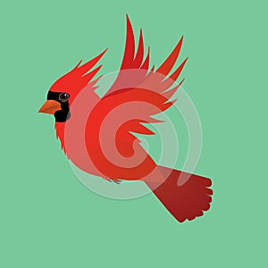 Flying male northern cardinal on a green background