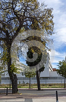 Valladolid I walk with trees