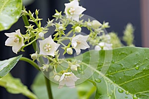 Vallaris glabra, white aroma flower photo