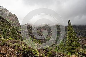 Valle de Agaete at Gran Canaria, Canary Islands, Spain. Fertile valley with fruit plantations and vineyards