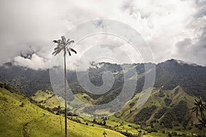 Valle de cocora palmera y montaÃÂ±as. Salento, eje cafetero. Colombia photo