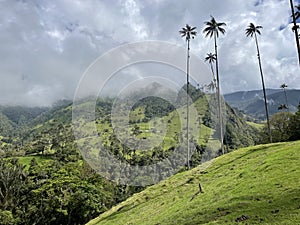 Valle de Cocora Salento Colombia