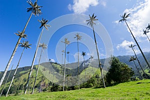 Valle de Cocora, Salento, QuindÃ Â­o, Colombia