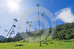 Valle de Cocora, Salento, QuindÃ Â­o, Colombia