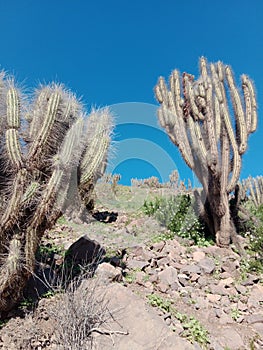 Valle de Elqui in Chile