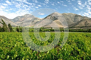 Valle del Elqui vineyard photo