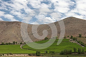 Valle del Elqui vineyard photo