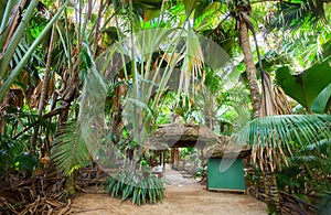 The Vallee De Mai palm forest May Valley, island of Praslin, Seychelles