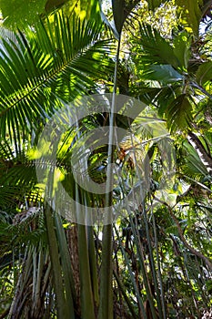 Vallee De Mai, Seychelles