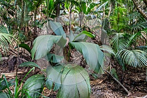 Vallee de Mai on Seychelles island Praslin